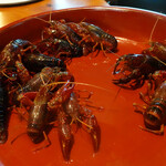レストラン ナズ - ウチダザリガニ