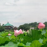 新橋 登亭 - 不忍池の蓮
