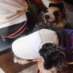 和の牛かた山 - 店内ペット可です