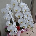 宮庵 - 伊吹さんから