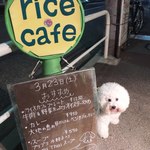 ライス カフェ - DOGS ARE WELCOME