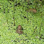 ベーカリーツキヨシ - 