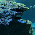 味処ドライブイン 灯台荘 - 水族館にあるゴジラ岩には魚が2匹お休み中でした。