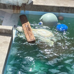 味処ドライブイン 灯台荘 - こちらに行く前に男鹿水族館へ。豪太が巨大すぎて体重計がないらしく、クラウドファンディング中だそうな…