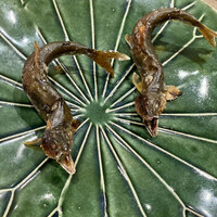 和創ふんりんかん ぎり - 