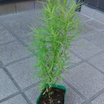 濃厚鶏白湯タンメン まつ井 - 大家さんの無人販売所で買った