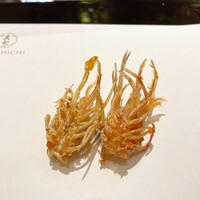 天七 - 