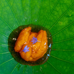 レストラン オオツ - 2022.7 木古内産ムラサキウニ カリフラワーのババロア 甲殻類のジュレ