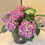 Restaurant Kamikura - いけてあった紫陽花