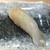 築地秀徳元祖 - 料理写真:三浦のスズキ、うまみが
