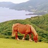 磯四季 - 西ノ島の風景