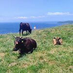 島生まれ島育ち 隠岐牛店 - 隠岐の牧歌的な風景には癒されます