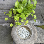 馳走 きむら - 小学生が石を持っていくそうです♪笑