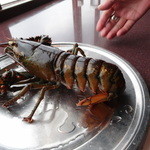 Red Lobster - 男性店員の手と比較してもでかいです