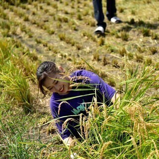 從插秧到摘稻子一氣呵成，為您提供充滿愛意的精選大米!