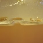 生レモンスカッシュ＠2009/07/06