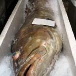 旬鮮吟味 唐八 - この迫力満点の「天然あら」も職人の手に掛かれば、最高の料理を味わえます。