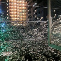 ナポリ、アマルフィ料理 Ti picchio 中目黒 - 窓からは夜桜