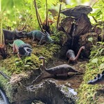 沖縄そば 森の家 - 