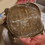 北前家 ゆう千  - スッポン