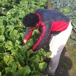 Izakaya Tenten - 京都の農家、島田さんの息子さんです！！ 新鮮・無農薬で安心な美味しいお野菜を作って頂いてます☆