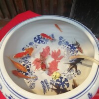 藁焼きと水炊き 葵 - 