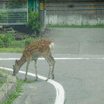 吉野家 - 道路には　シカしか　いない（笑）