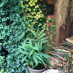 パン屋 塩見 - この薪でパンを？