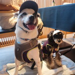 MUTO - 土日のみ店内ワンコ可