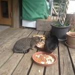 フルーツランド・ギャラリー - エントランスではネコちゃんたちが食事中