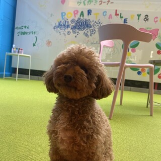 ワンちゃんと同席可能