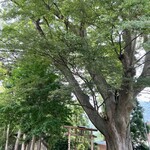 Binn - A 300-year-old gigantic tree