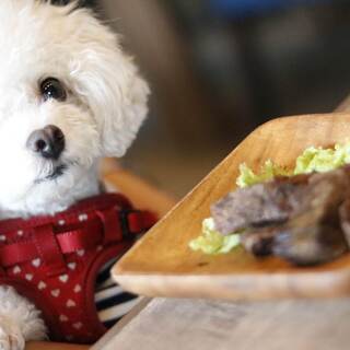 愛犬と一緒に厳選グリルが楽しめるお店☆