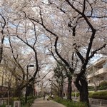 Fa-Murando - 呑川遊歩道の満開の桜並木