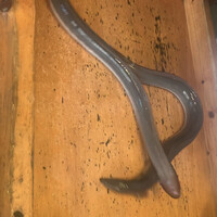 日本料理 梅林 - 