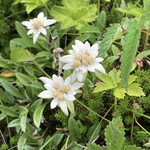 ホテル礼文荘 - チェックアウト後の島内で、素敵なレブンウスユキソウを見ることが出来ました