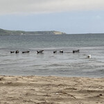 ホテル礼文荘 - お宿のすぐ近く、砂浜のアザラシさん。