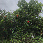 ゴーディーズ  - 