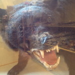 国民宿舎 森吉山荘 白糸 - 売店に飾られたクマの剥製