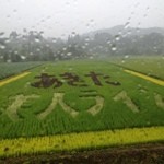 国民宿舎 森吉山荘 白糸 - 田んぼアート