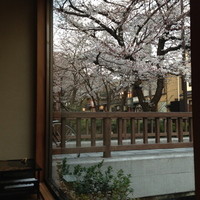りょうりや 御旅屋 - 席から桜。