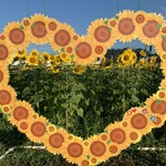 らー麺　Do・Ni・Bo - ひまわり