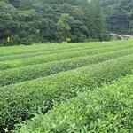 脇製茶場 - 茶畑