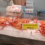 角上魚類 - 