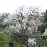 結々亭 - 中之池小学校跡地のしだれ桜。