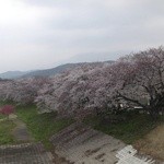 朝日屋 - 背割り堤の桜