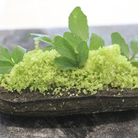 クイントカント - 