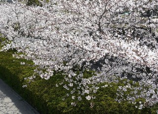 Seiutei - 桜は満開です