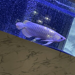 焼肉 拍手喝采 - 