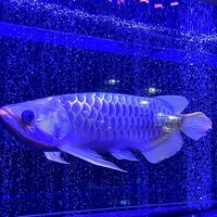 焼肉 拍手喝采 - 